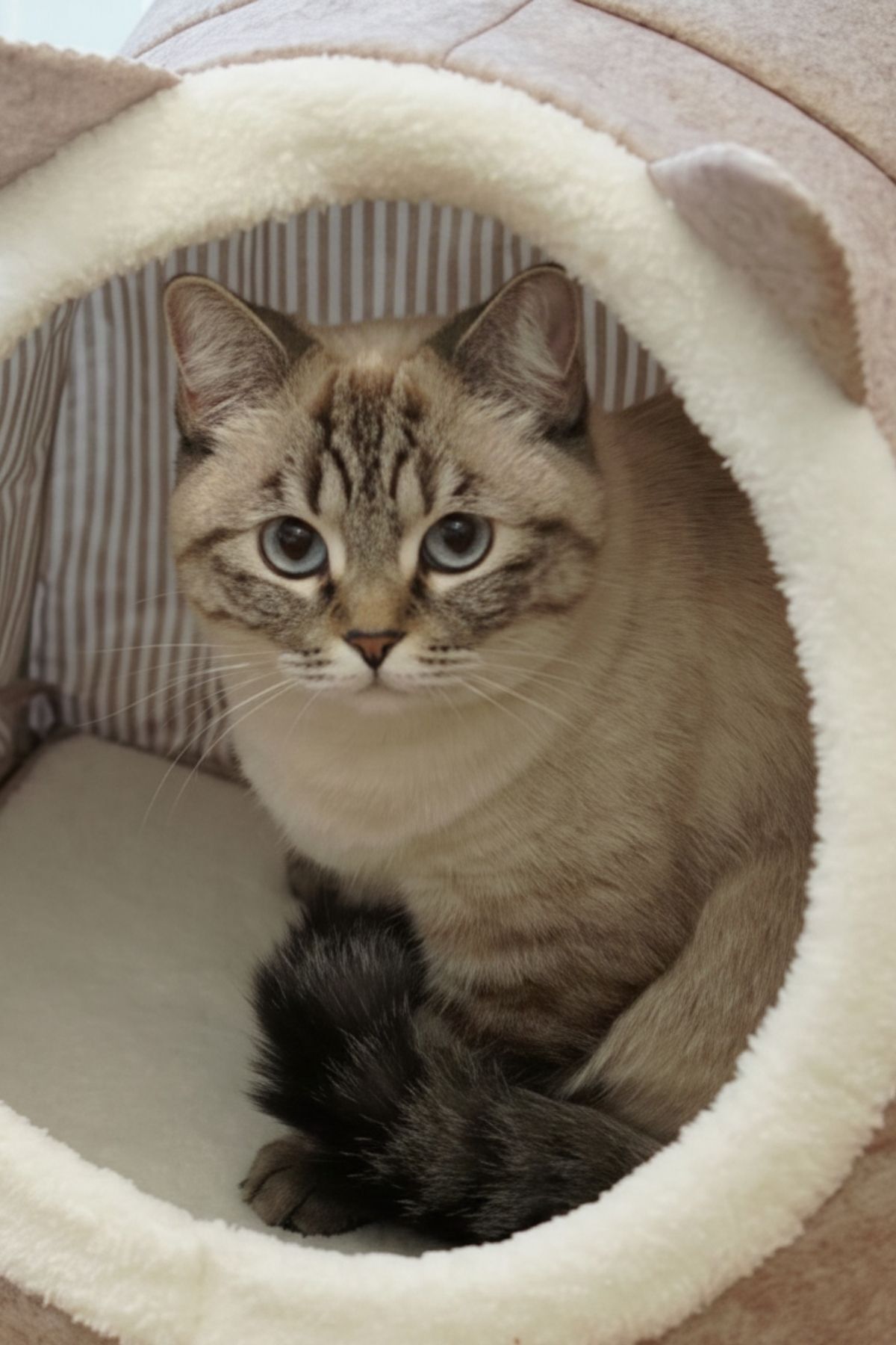 Şık Kapalı Keçe Kedi Ve Köpek Evi Yatağı 6